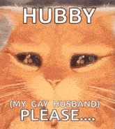 a close up of a cat 's face with the words `` hubby ( my gay husband ) please ... ''