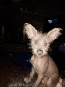 a hairless dog is sitting on a couch in front of a tv screen that says i 'm getting married