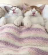 two kittens sleeping on a bed with a teddy bear in the background