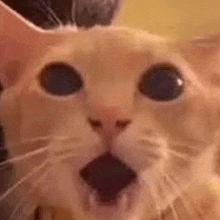 a close up of a surprised cat with its mouth open .