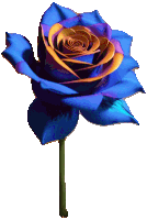 a blue and orange rose with a green stem