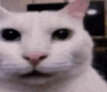 a close up of a white cat 's face with black eyes and a pink nose .