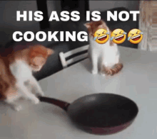 two cats are standing next to a frying pan with the caption his ass is not cooking