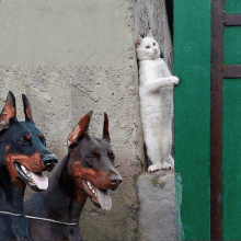 two doberman dogs are standing next to a white cat