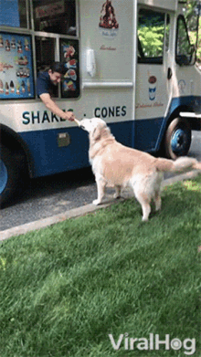 a man feeds an ice cream cone to a dog in front of an ice cream truck that says shake cones