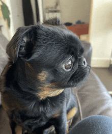 a black and brown dog is sitting on a couch