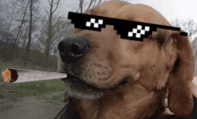 a dog wearing sunglasses is smoking a joint