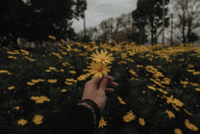 a person is holding a yellow flower in a field