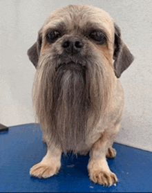 a small dog with a beard sitting on a blue table