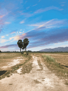 a dirt road going through a field with palm trees