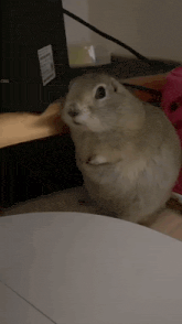 a small squirrel is sitting on a table in front of a computer .
