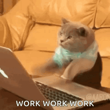 a cat is sitting in front of a laptop with the words work work work written on it .