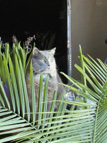 a cat sitting behind a palm tree leaf looking at the camera