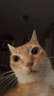 a close up of a cat looking at the camera with its mouth open