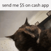 a picture of a cat with the words send me $ 5 on cash app