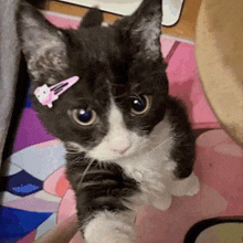 a black and white cat with a pink hair clip on its head