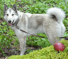 a dog with a leash that says " i love you "