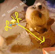 a dog wearing a mcdonald 's bag with a yellow arrow pointing at it