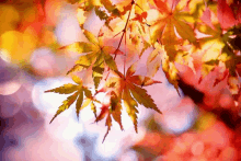 a close up of a maple tree with leaves that are changing colors