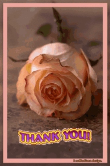 a thank you card with a pink rose on it