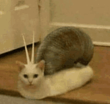 a cat with a crown on its head is sitting on top of a white blanket .