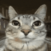 a close up of a cat 's face with a blurred background
