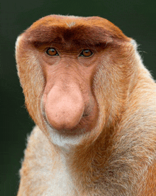 a close up of a monkey with a large nose looking at the camera