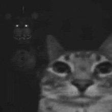 a black and white photo of a cat and a teddy bear .