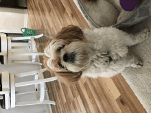 a brown and white dog is standing on a wooden floor