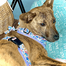 a dog wearing a harness is laying on a pillow that says love you more