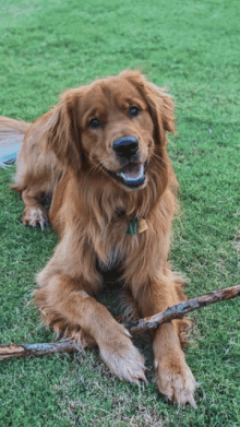 a dog laying on the grass with a stick