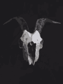 a drawing of a goat 's skull with horns on a black background