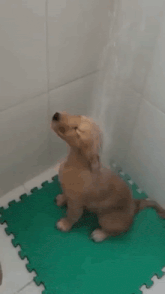 a brown dog is sitting on a green mat in a room .
