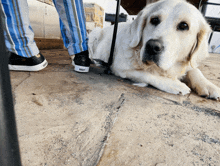 a person standing next to a dog wearing a pair of black and white converse shoes