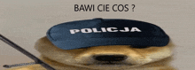 a dog wearing a hat that says policja