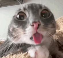 a close up of a cat 's face with its tongue sticking out .