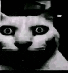 a black and white photo of a cat 's face with large eyes .