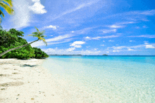 a beach with a palm tree in the foreground and a boat in the distance