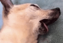 a close up of a dog laying down with its tongue out .