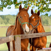 two brown horses are standing next to each other behind a wooden fence and the words jigsawscopes are on the bottom