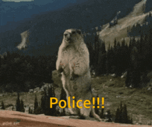 a ground squirrel standing on its hind legs with the word police written in yellow