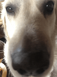 a close up of a dog 's face with a black nose