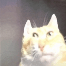 a close up of a cat 's face looking at the camera with a blurry background .