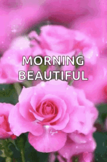 a bunch of pink roses with the words `` morning beautiful '' written above them .