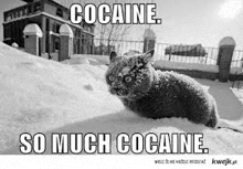 a black and white photo of a cat in the snow with a caption that says `` cocaine so much cocaine '' .