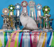 a cat is sitting in front of a table full of trophies and ribbons including one that says 8 place