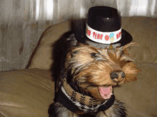 a small dog wearing a new year 's hat and scarf