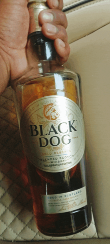 a person is holding a bottle of black dog scotch