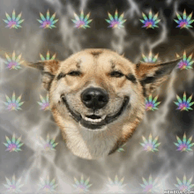 a dog is smiling in front of marijuana leaves