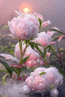 a bunch of pink flowers with water drops on the petals